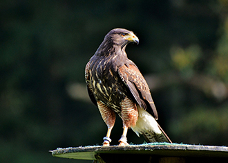 The Peregrine Falcon of Ocean Shores