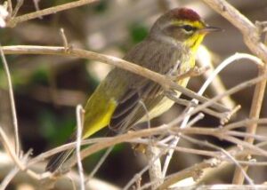 Face to Palm: Finding the Palm Warbler in Ocean Shores
