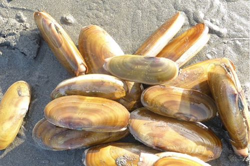 Razor Clam Festival and Seafood Extravaganza 2021