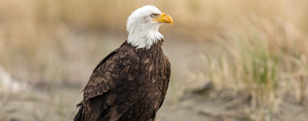 Bald eagle on shoreline