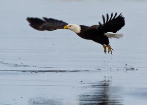 Bird Watching by Water: Duck Lake and Canal Wildlife Guide cover