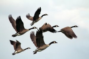 duck lake